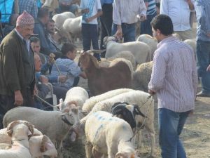 Şap Salgını Sona Erdi, İnegöl Hayvan Pazarı Açılıyor