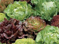 Uykusuzluğu marulla yenin