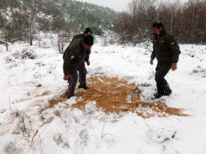 Yalova’da Yaban Hayata Yem Desteği Aralıksız Sürüyor
