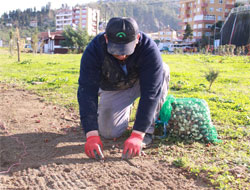 Rize Lalelerle Güzelleşecek!
