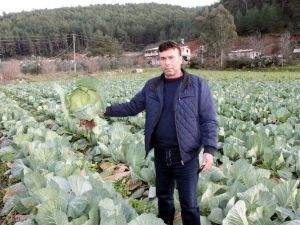 Antalya’dan Fransa’ya Lahana İhracatı