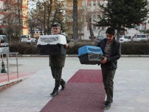 Yaralı Bulunan Şahin Ve Kartal Emin Ellerde