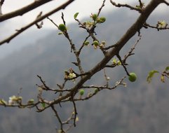 Rize'de Erikler Meyve Verdi