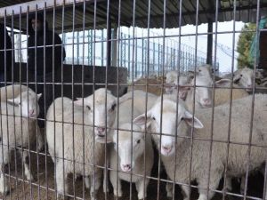 Şap Karantinası Sona Erdi, İnegöl Hayvan Pazarı Yeniden Açıldı