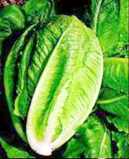 Marul sağlık küpü