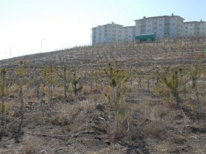 Çorum Belediyesi Akkent’i Ağaçlandırıyor