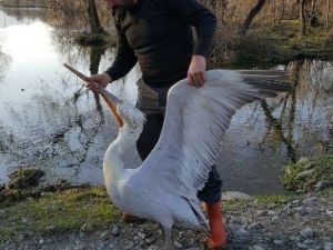 Tedavi Edilen Yaralı Pelikan Göle Bırakıldı