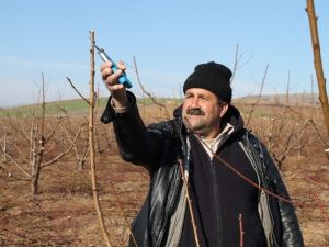 Sertifikalı Budamacılar İş Başında