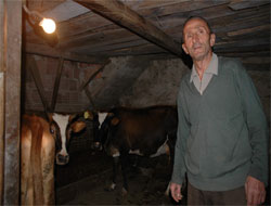 Damat'tan Kıymetli İnek!