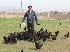 Organik Yumurtaya Büyük İlgi