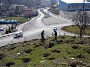 Karabük Belediyesinden Fidan Dikimi