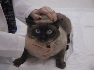 "Kedi Sahipleri Mart Ayına Dikkat Etmeli"