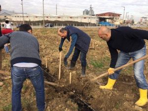 Odü’lü Öğrenciler 900 Meyve Fidanı Dikti