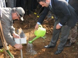 Ordu’da 7 İlçede 303 Bin 600 Fidan Dikildi
