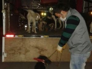 Sokak Köpekleri Tehdit Olmaktan Çıktı