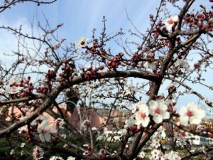 Mart Ayında Don Olursa Tarımda Verim Yüzde 40 Düşebilir