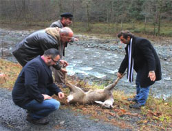 Dere kenarında ölü karaca bulundu