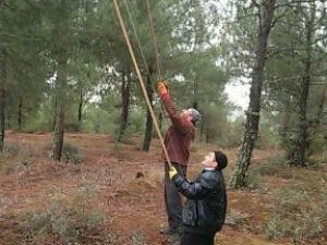 Vezirköprü Ormanlarında Böcek Operasyonu