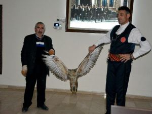 Kelkit’te Yaralı Kızıl Doğan Bulundu