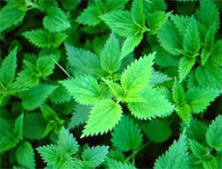 Isırgan otunu bilim de kabul etti!