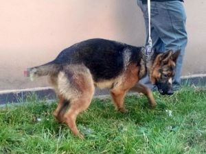 Köpeğe Eziyete Vatandaştan Tepki