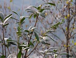 Ocak Ayında Karayemiş Çiçeği