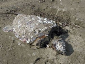 Misinalara Dolanmış Ölü Caretta Caretta Kıyıya Vurdu