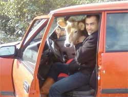 İneğini otomobiliyle taşıdı