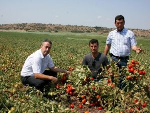 Domates Üreticisi Fiyatlardan Memnun Değil
