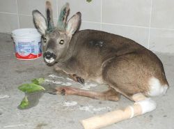 Yaralı Karaca Tedavi Altında