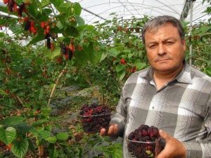 Yılın İlk Karadut Hasadı