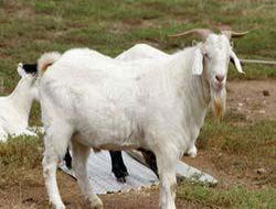 Şimdi De Keçi Gribi Kapıda!