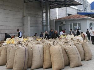 Tüccar Fındığa Doydu
