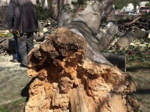 Giresun’da Çürüyen Asırlık Ağaçlar Tehlike Saçmaya Devam Ediyor