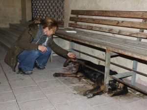 Bartın’da Hayvan Katliamı