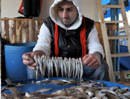Hamsi'nin Fiyatı Fırladı