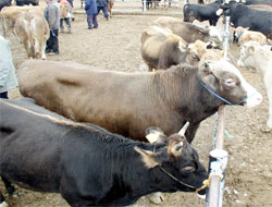 Hayvancılığa Sıfır Faizli Kredi Uygulaması