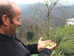 Rize'de Erik Ağacı Meyve Verdi