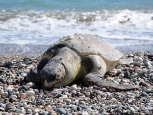 Ölü Caretta Caretta Sahile Vurdu