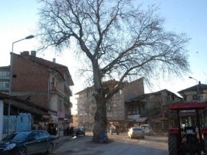 Yol Ortasında Kalan Anıt Çınar Ağacı