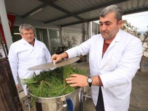 Çam Yaprakları, Orman Köylüsüne Para Kazandıracak