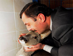 Yaralı karaca özgürlüğe kavuşacak!