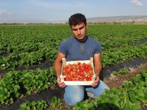 Açıkta Çilek Hasadı Başladı