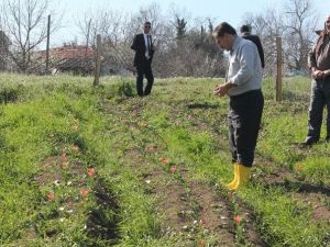 Bartın’da 2 Çiftçi Lale Soğanı Yetiştirmeye Başladı