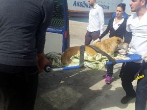 Denizde Boğulmak Üzere Olan Köpeği, Girne Üniversitesi Akademisyenleri Kurtardı