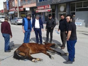 Sahibinin Terk Ettiği Ata Vatandaşlar Sahip Çıktı