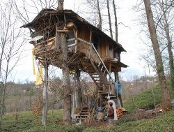 Rize'de Ağaç Üstünde Ev!