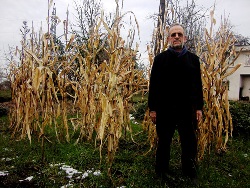 Rize'de Kışın Mısır Yetiştirdi