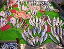 Karadeniz Balığı Aklandı!