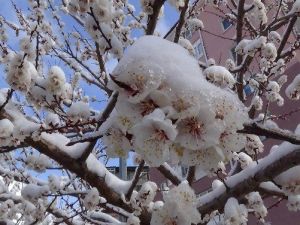 Yozgat’ta Çiçek Açan Meyve Ağaçları Kar Altında Kaldı